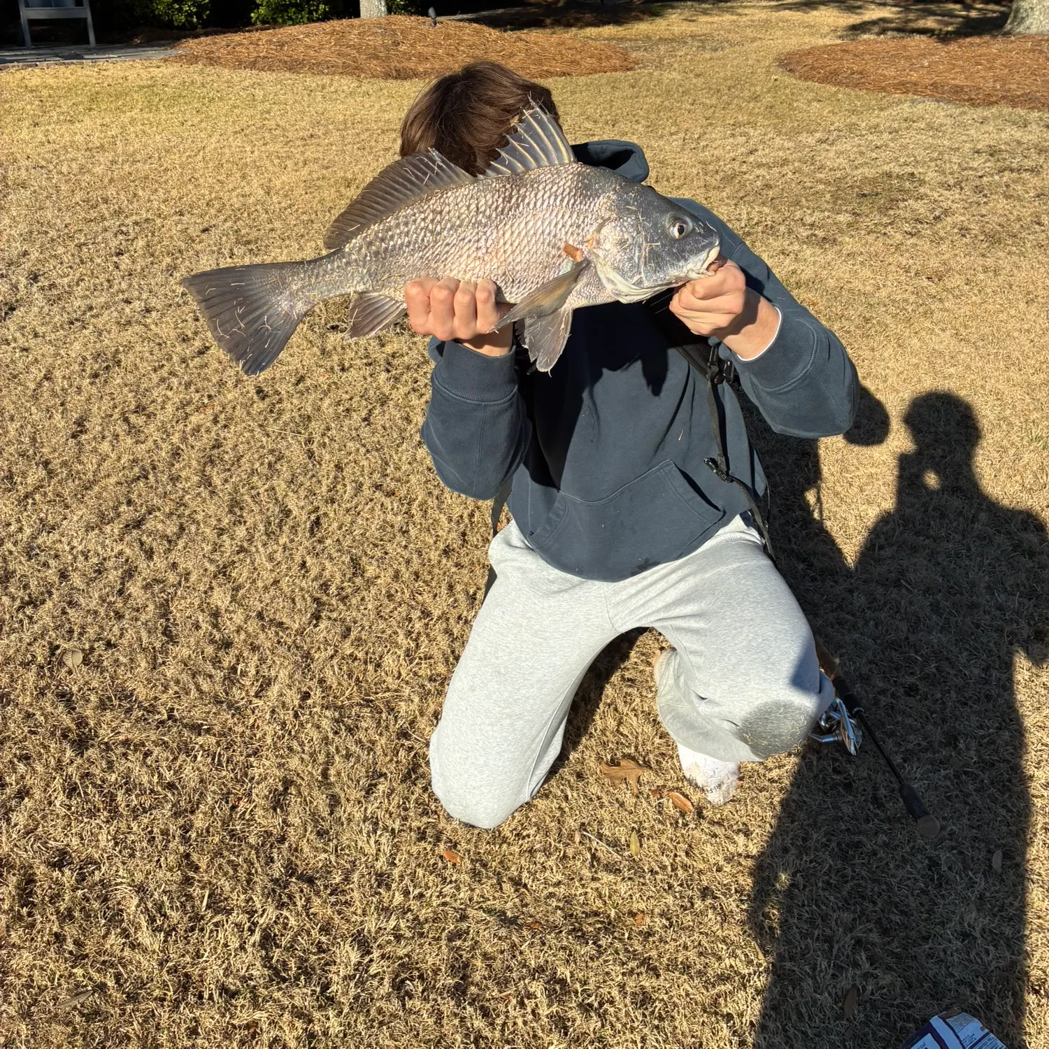 The most recent Black drum catches on Fishbrain