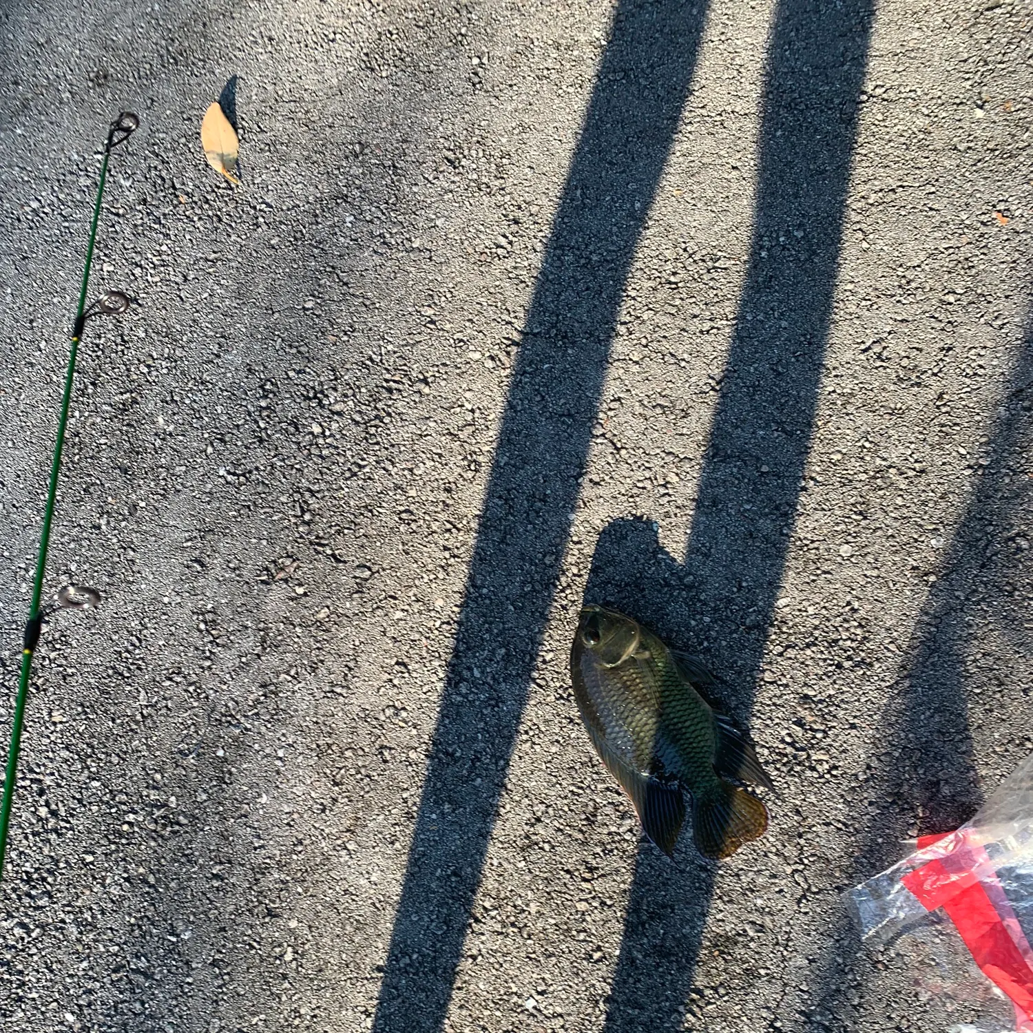 The most recent Spotted tilapia catches on Fishbrain