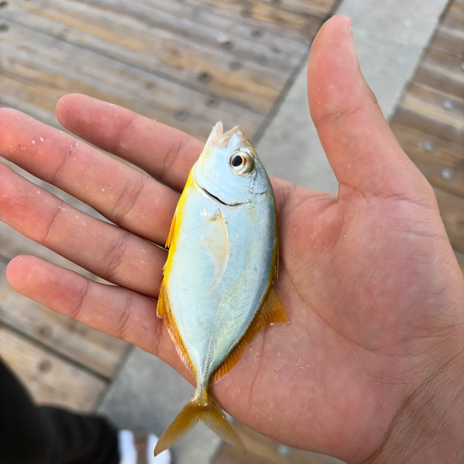 Fish caught on Fishbrain