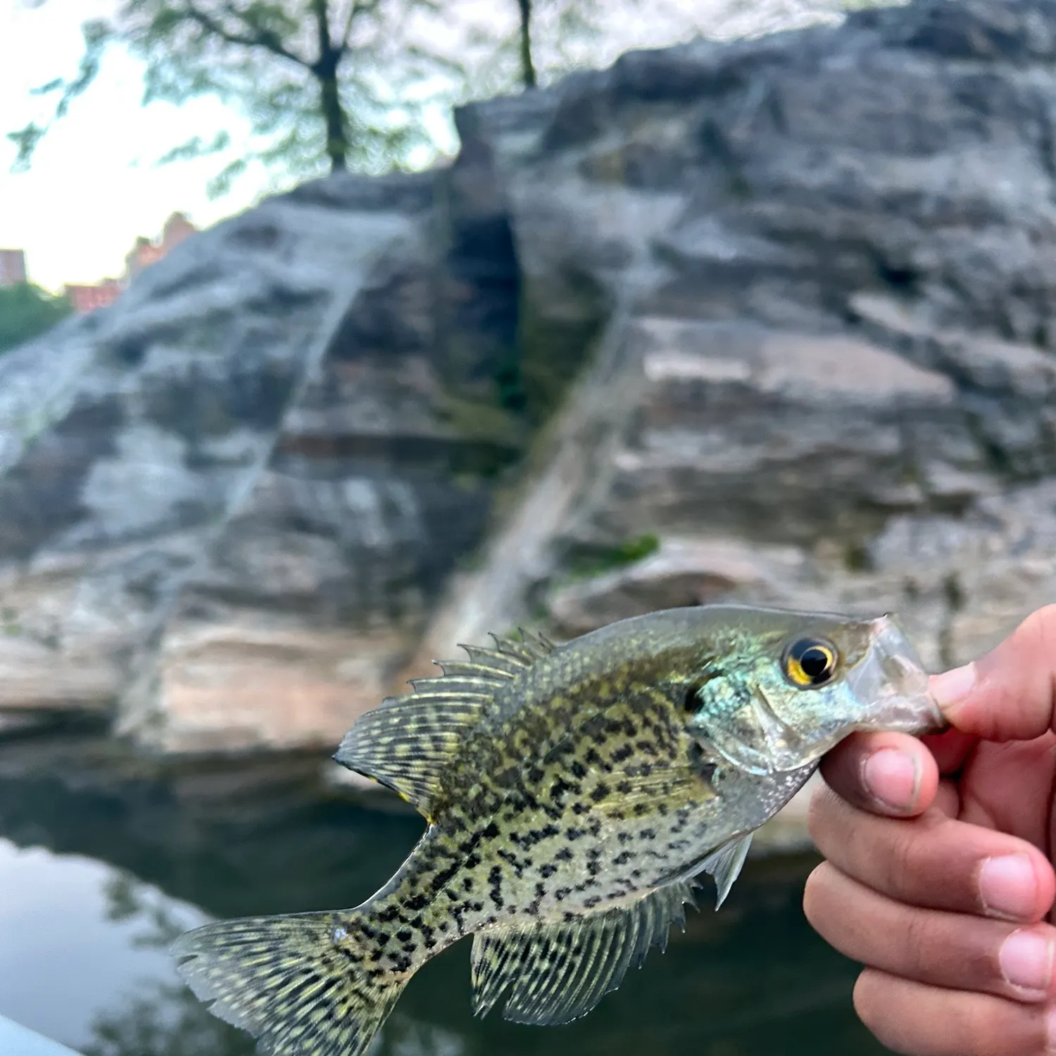 catch