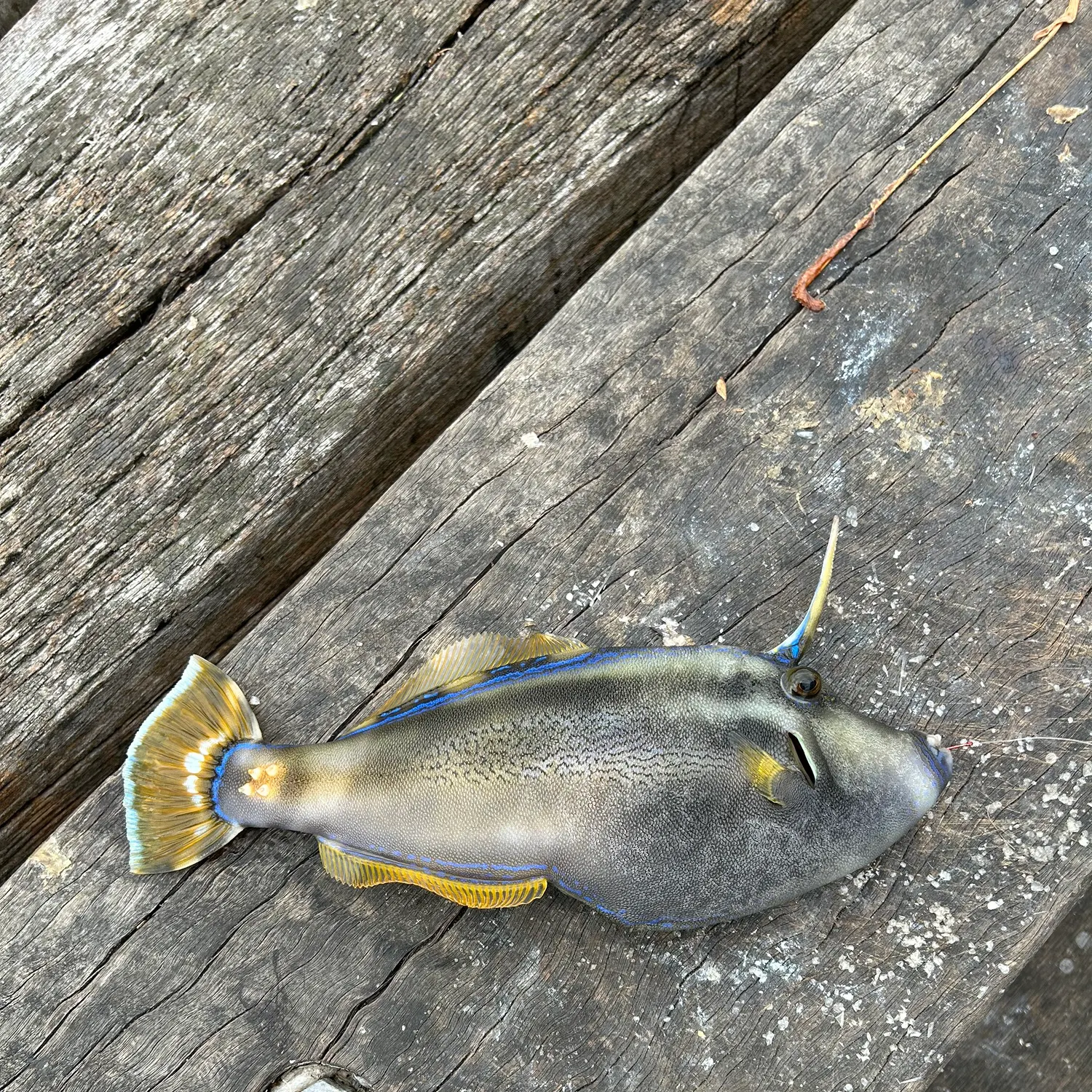 The most recent Yellowfin leatherjacket catches on Fishbrain