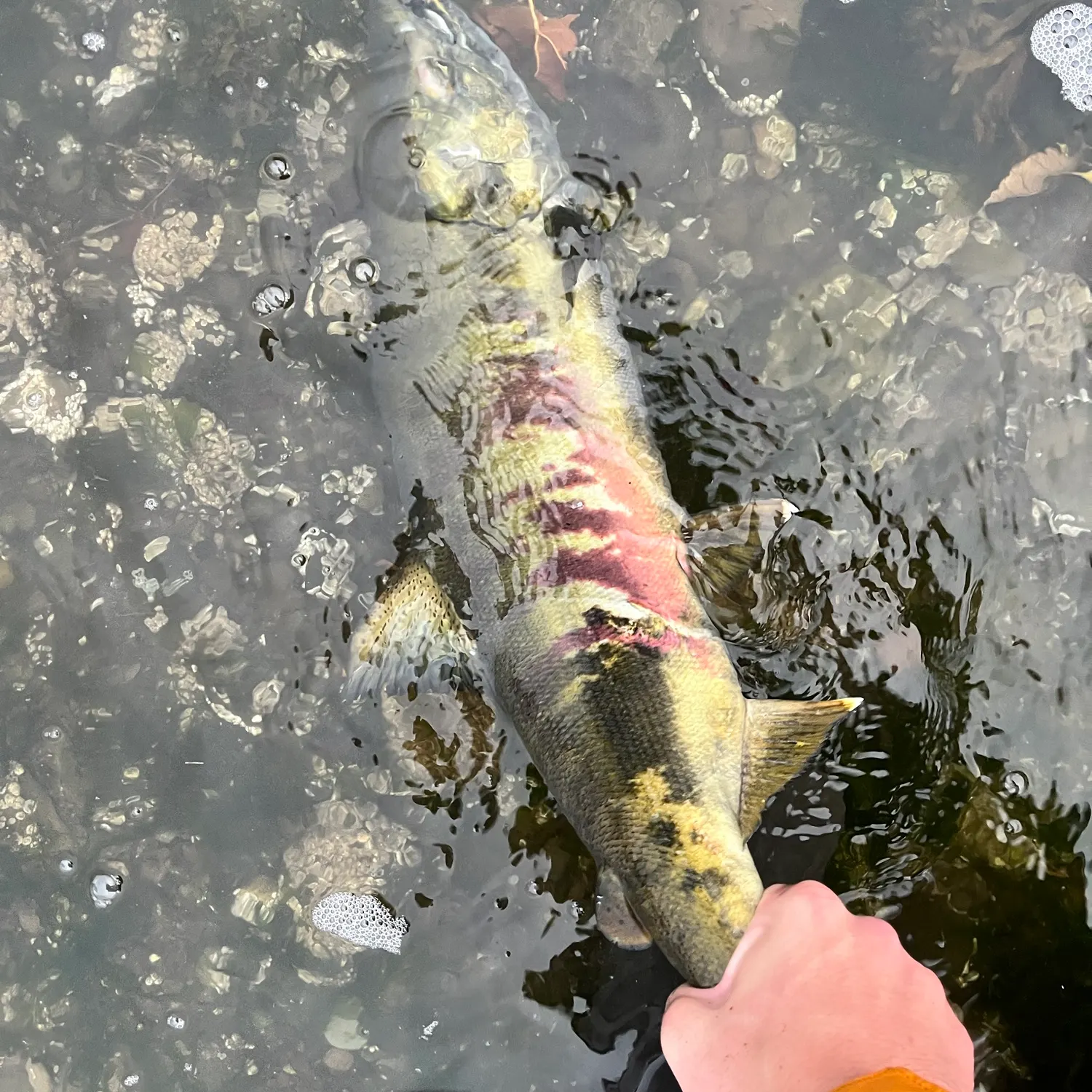 Chum salmon caught on Fishbrain