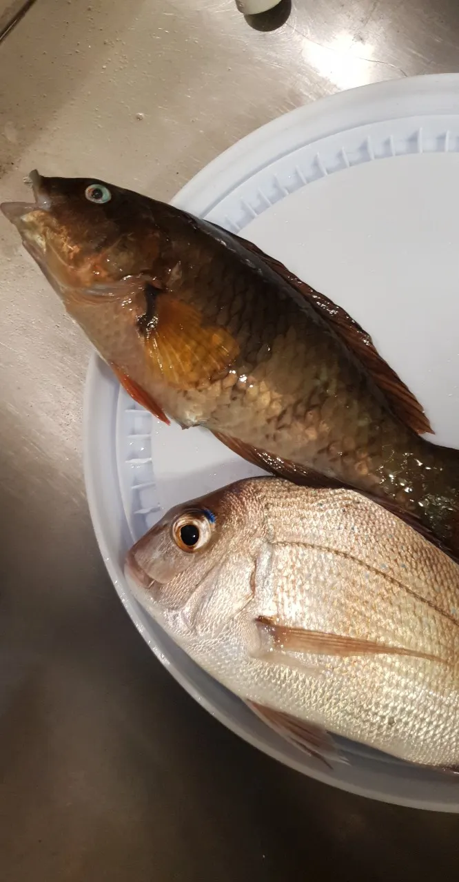 Post image from josephinebourdakan