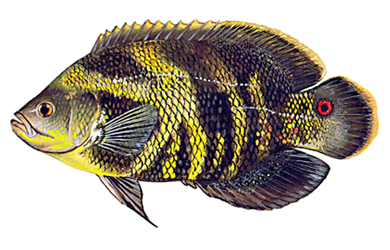 best lures for fishing lake huntley fl M-Pack / Fork Trophy Swim Jig  Lake Fork Lure Co Vary your retrieve speed throughout the cast Lake X Lures Hammer Baby