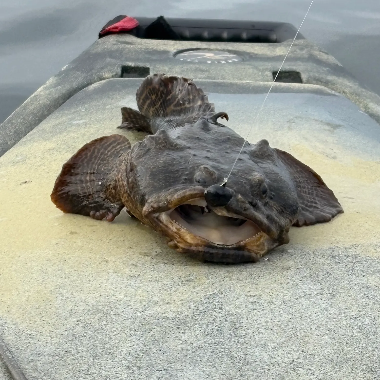 Oyster toadfish caught on Fishbrain