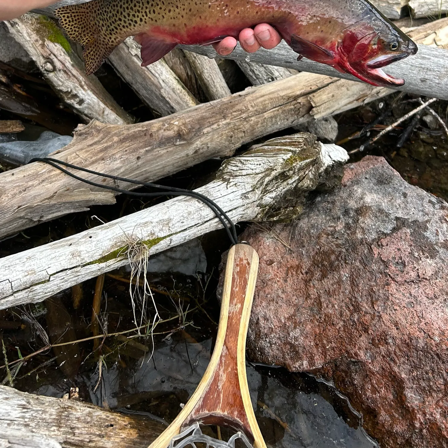 The most recent Colorado river cutthroat trout catches on Fishbrain