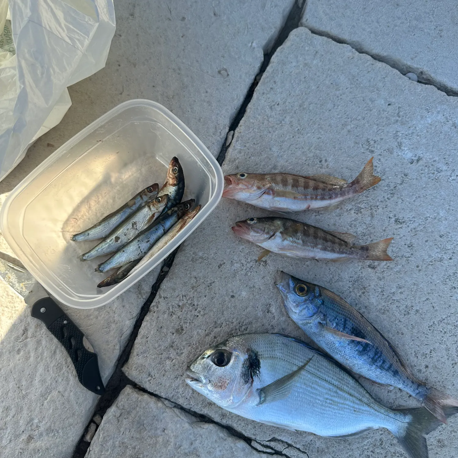 recently logged catches
