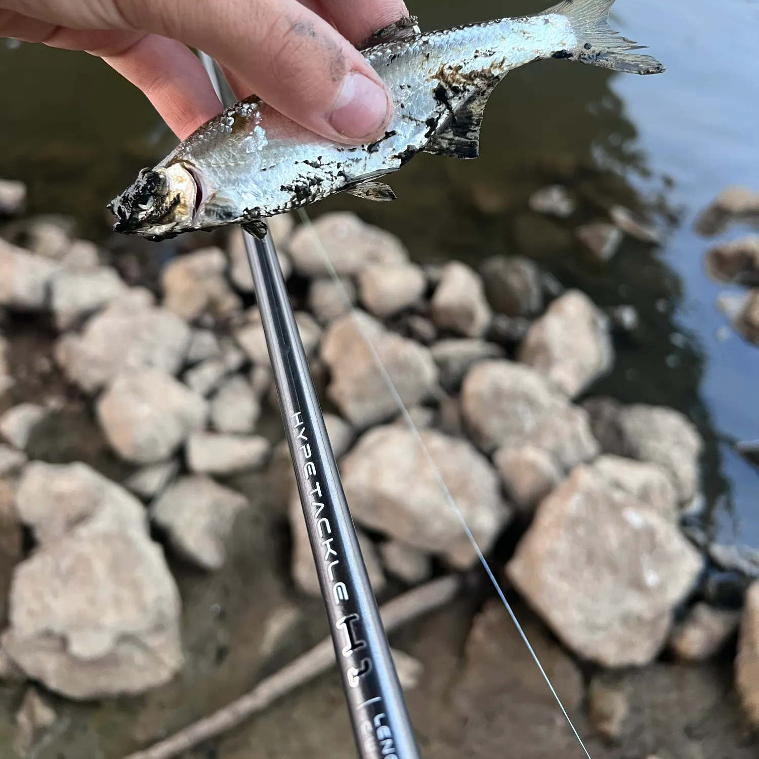 Common bleak caught on Fishbrain