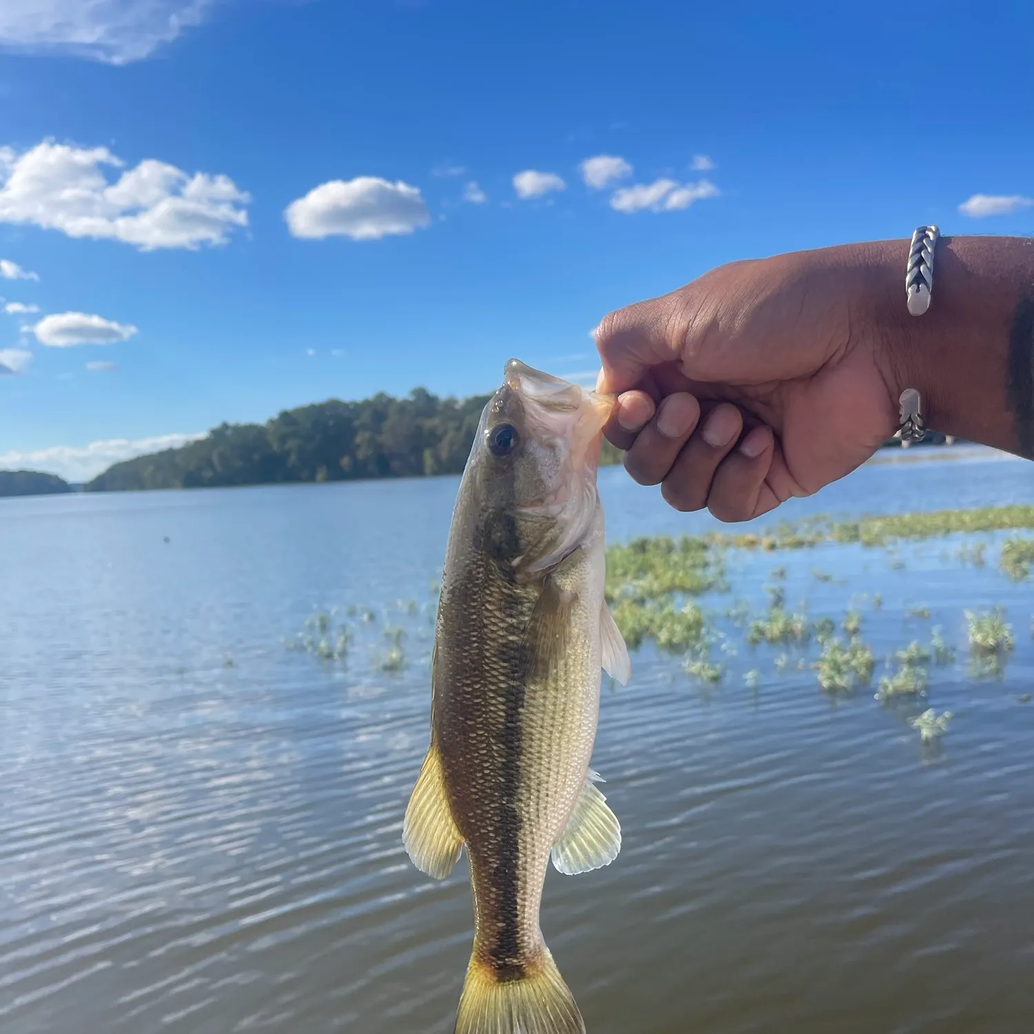 Spotted bass caught on Fishbrain