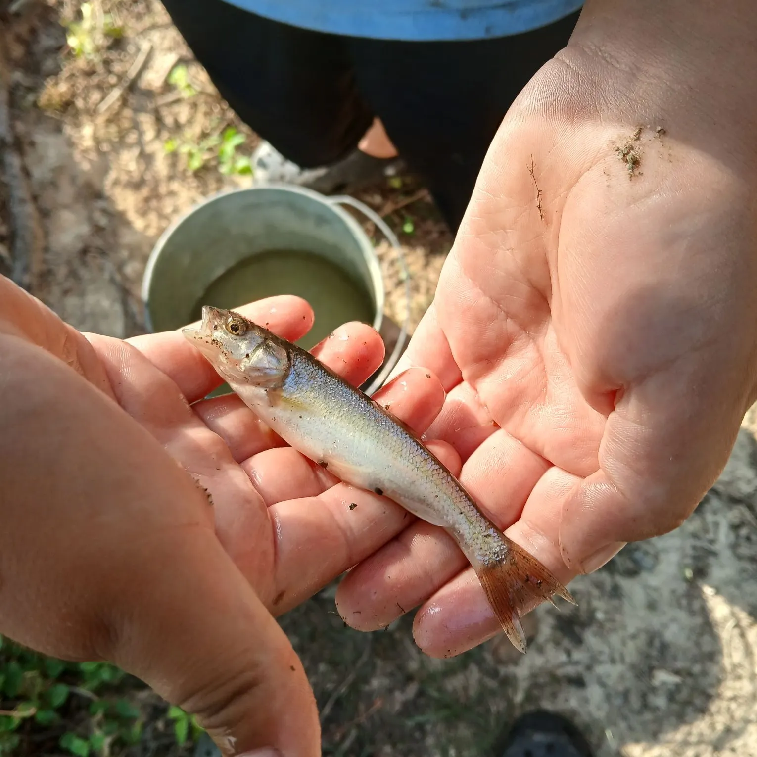Creek chub caught on Fishbrain