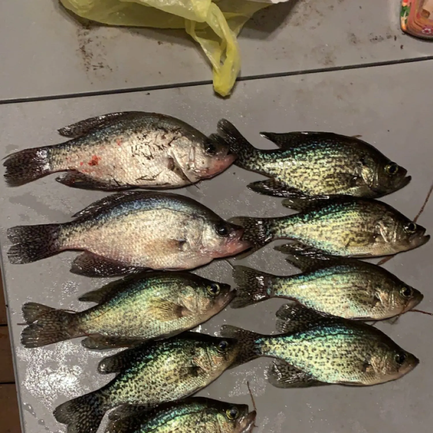 recently logged catches