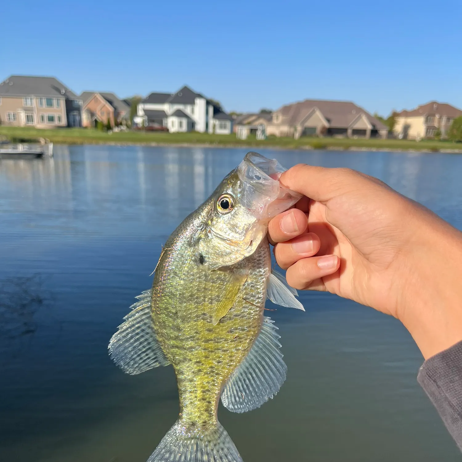 White crappie caught on Fishbrain