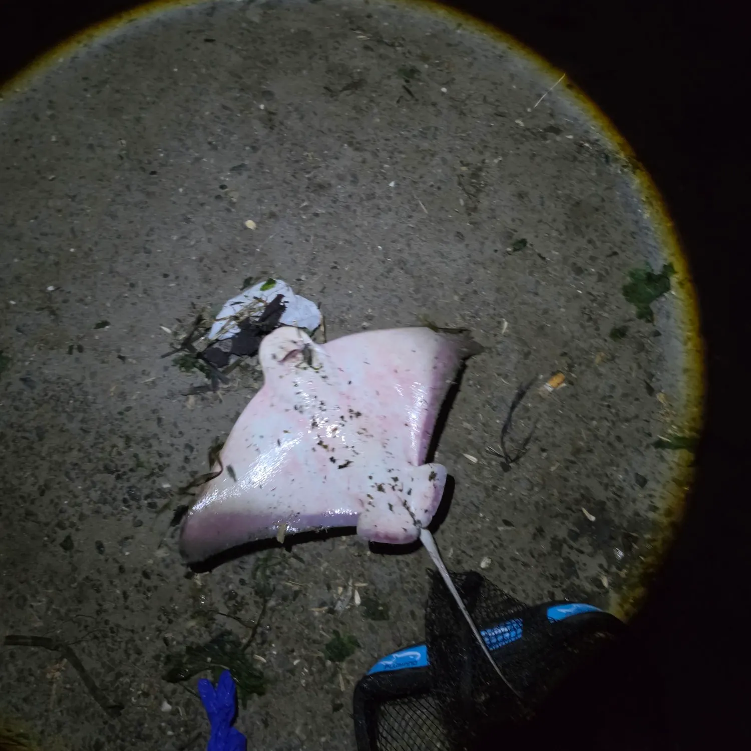 Bat eagle ray caught on Fishbrain