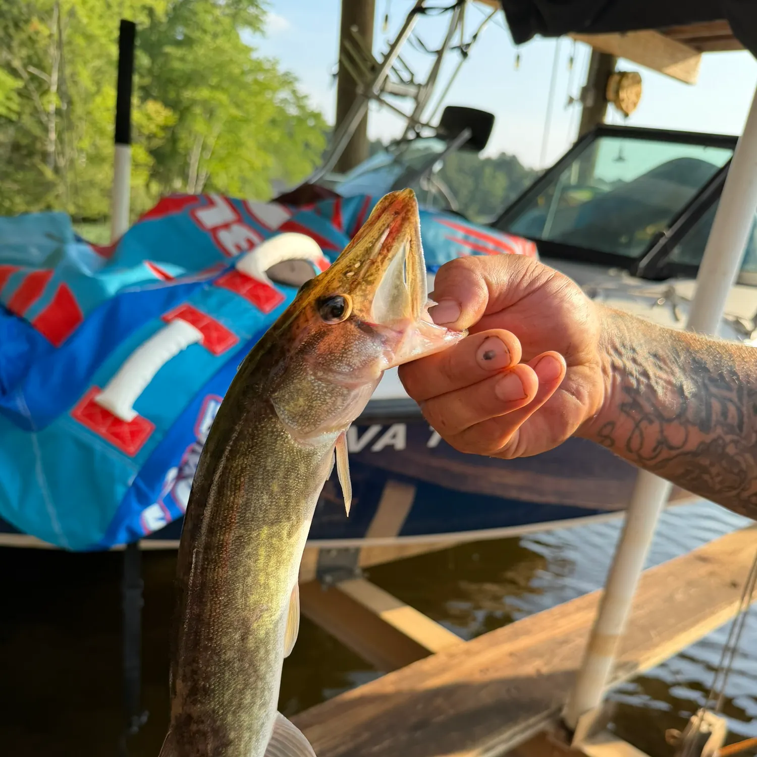 recently logged catches