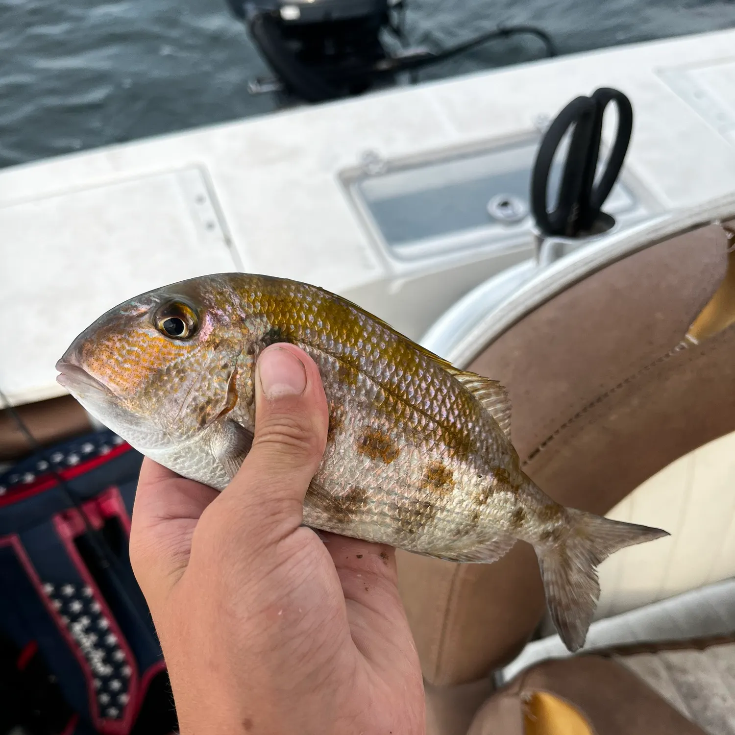 The most recent Grass porgy catches on Fishbrain