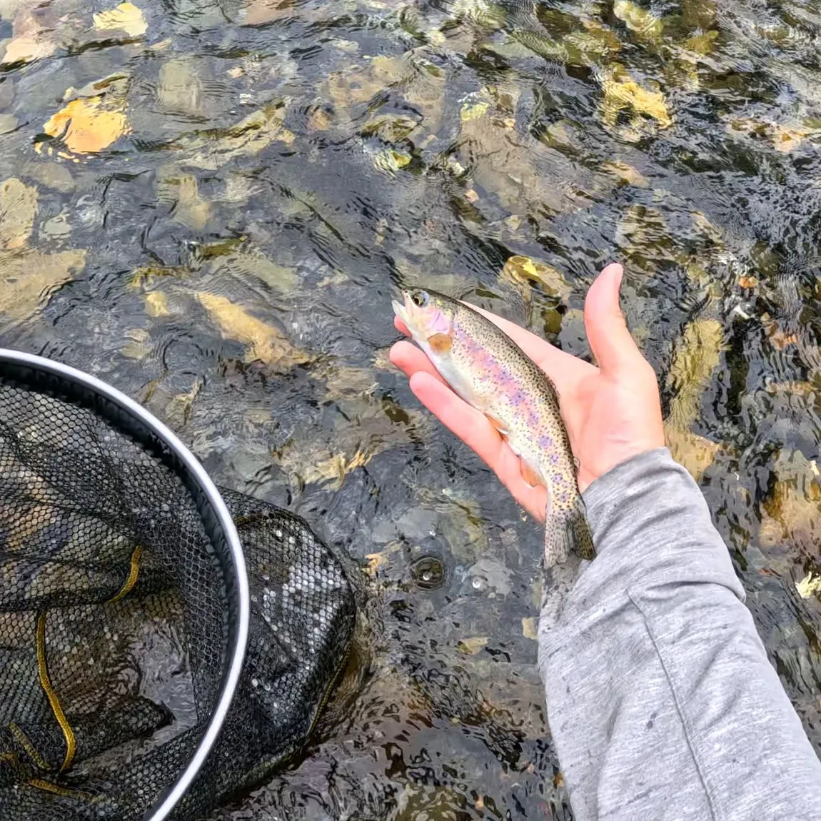 The most recent Columbia river redband trout catches on Fishbrain