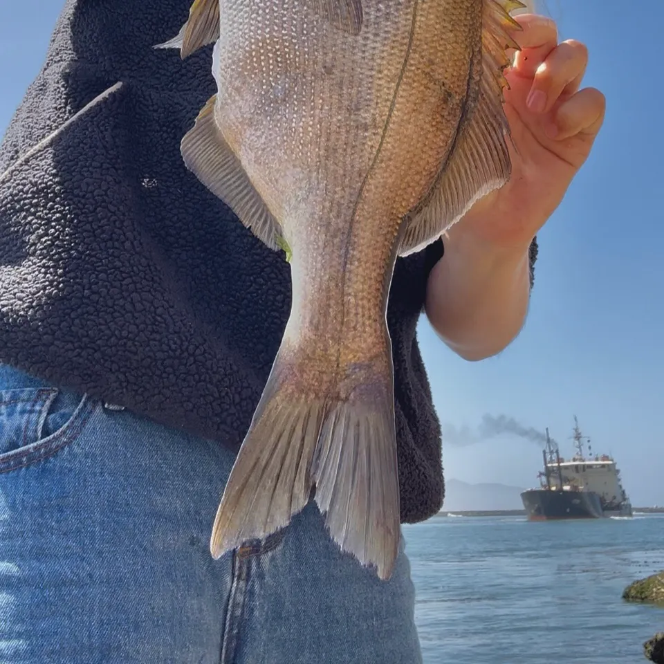 The most recent Rubberlip seaperch catches on Fishbrain