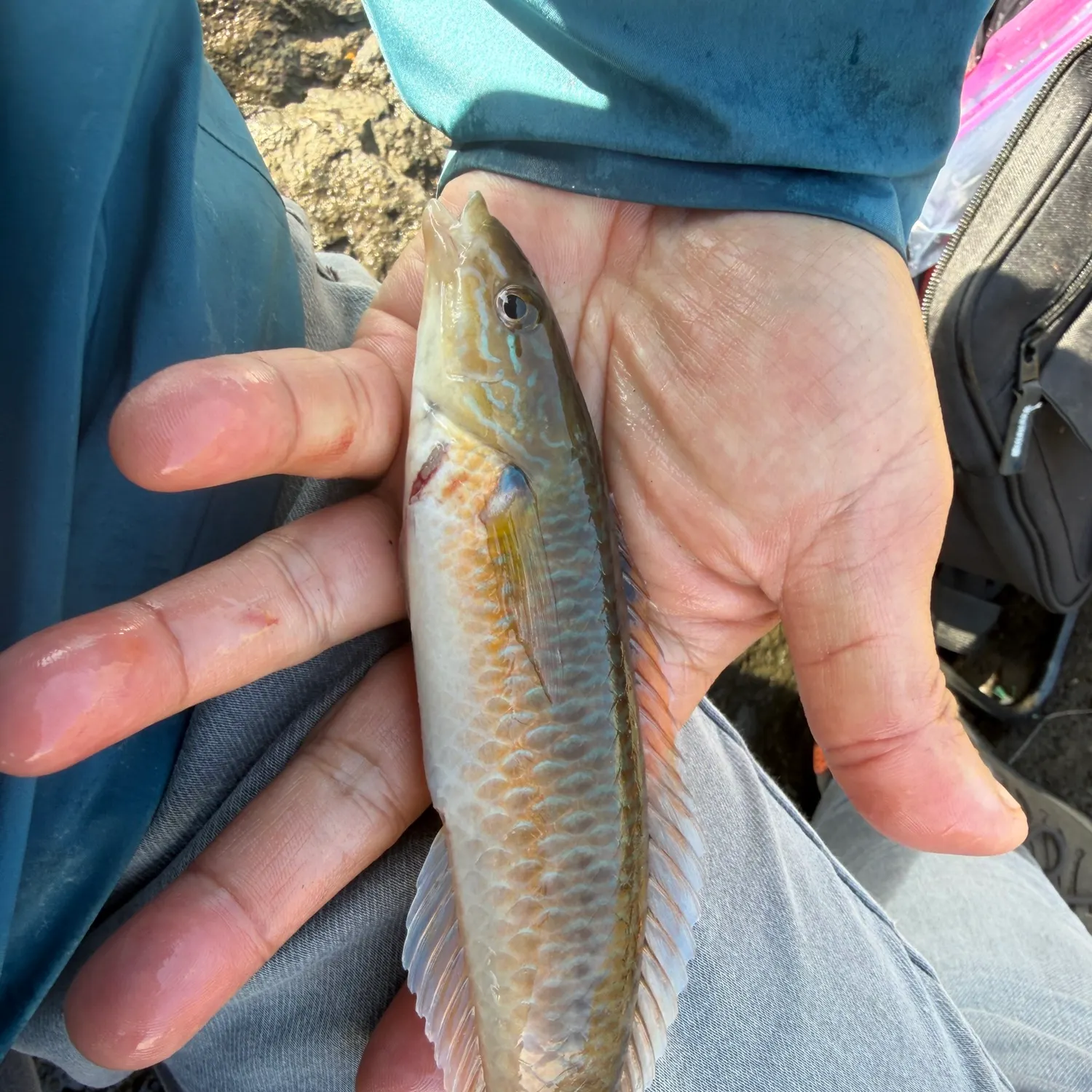 The most recent Señorita catches on Fishbrain