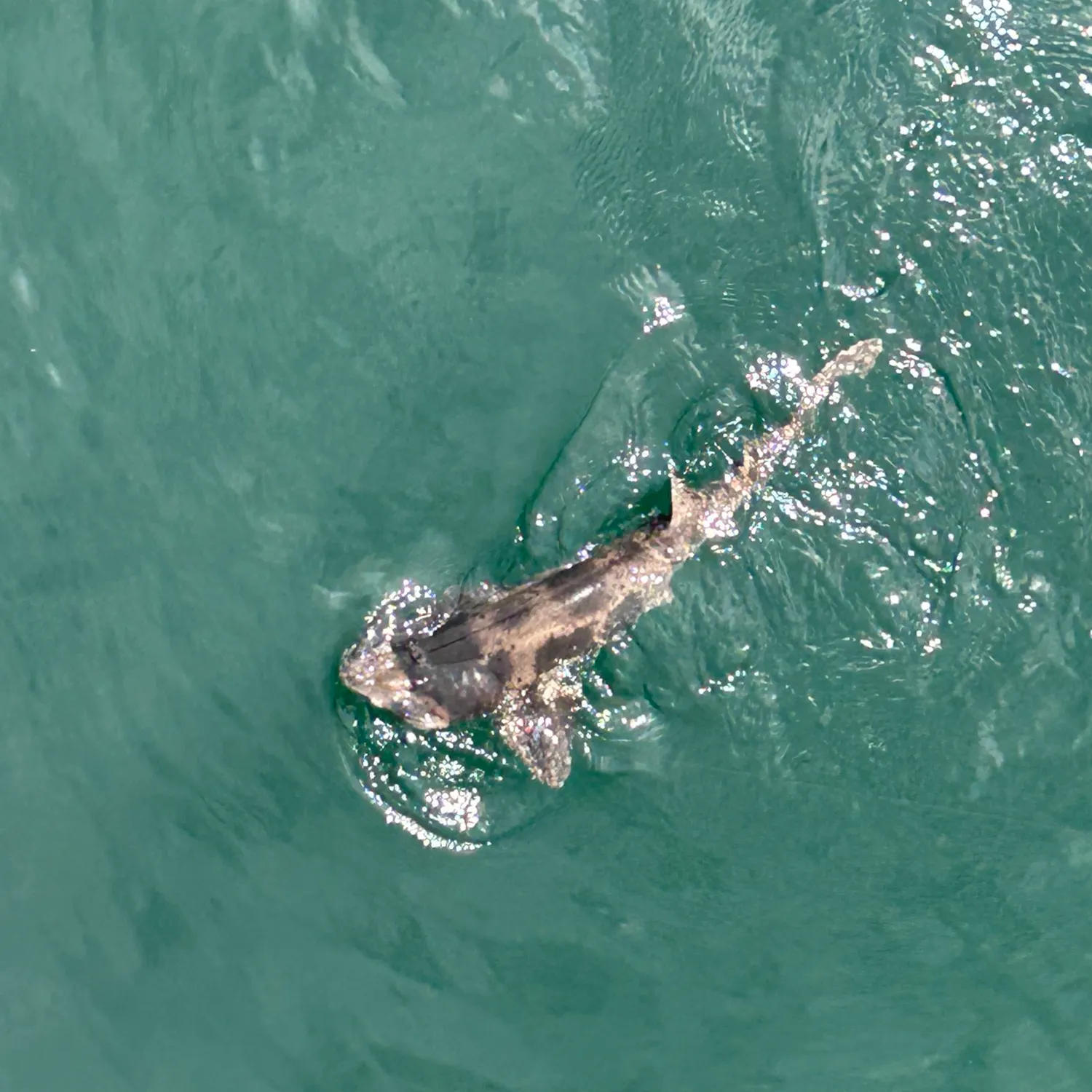 The most recent Draughtsboard shark catches on Fishbrain