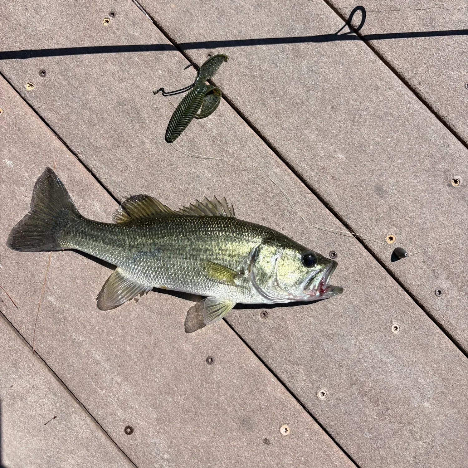 Largemouth bass caught on Fishbrain