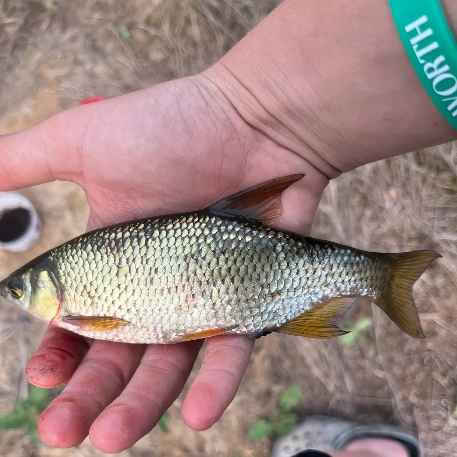 The most recent Golden shiner catches on Fishbrain