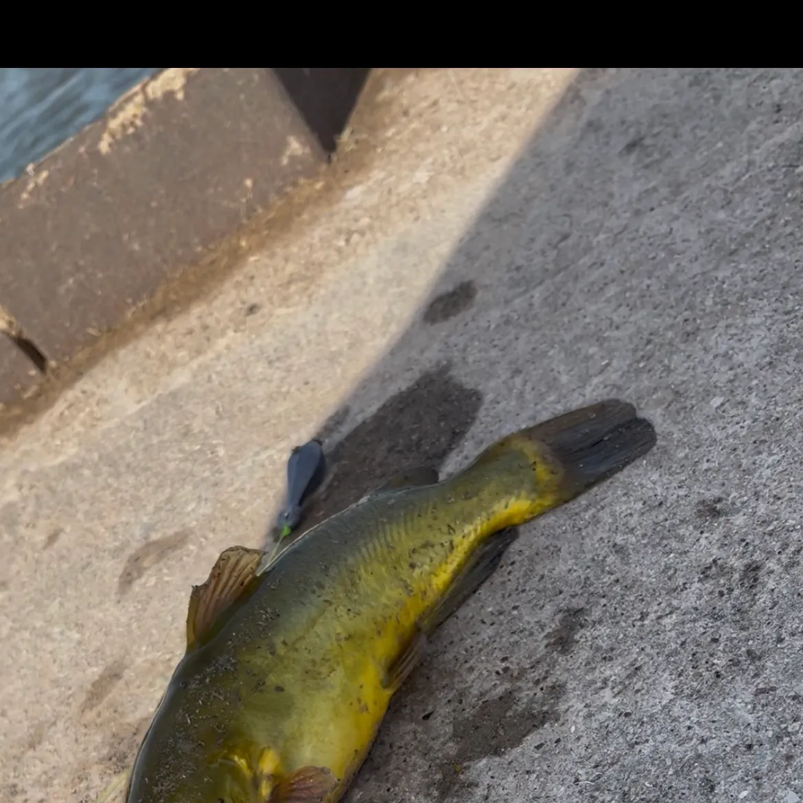 Yellow bullhead caught on Fishbrain