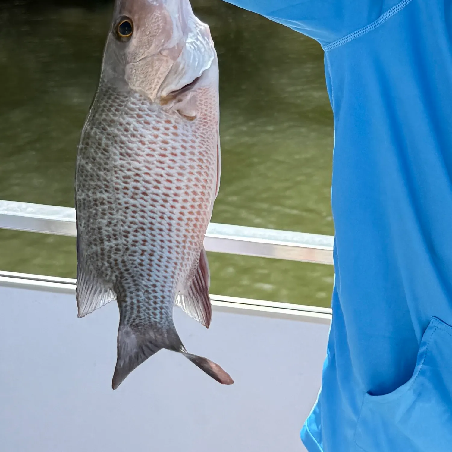 Mangrove snapper caught on Fishbrain