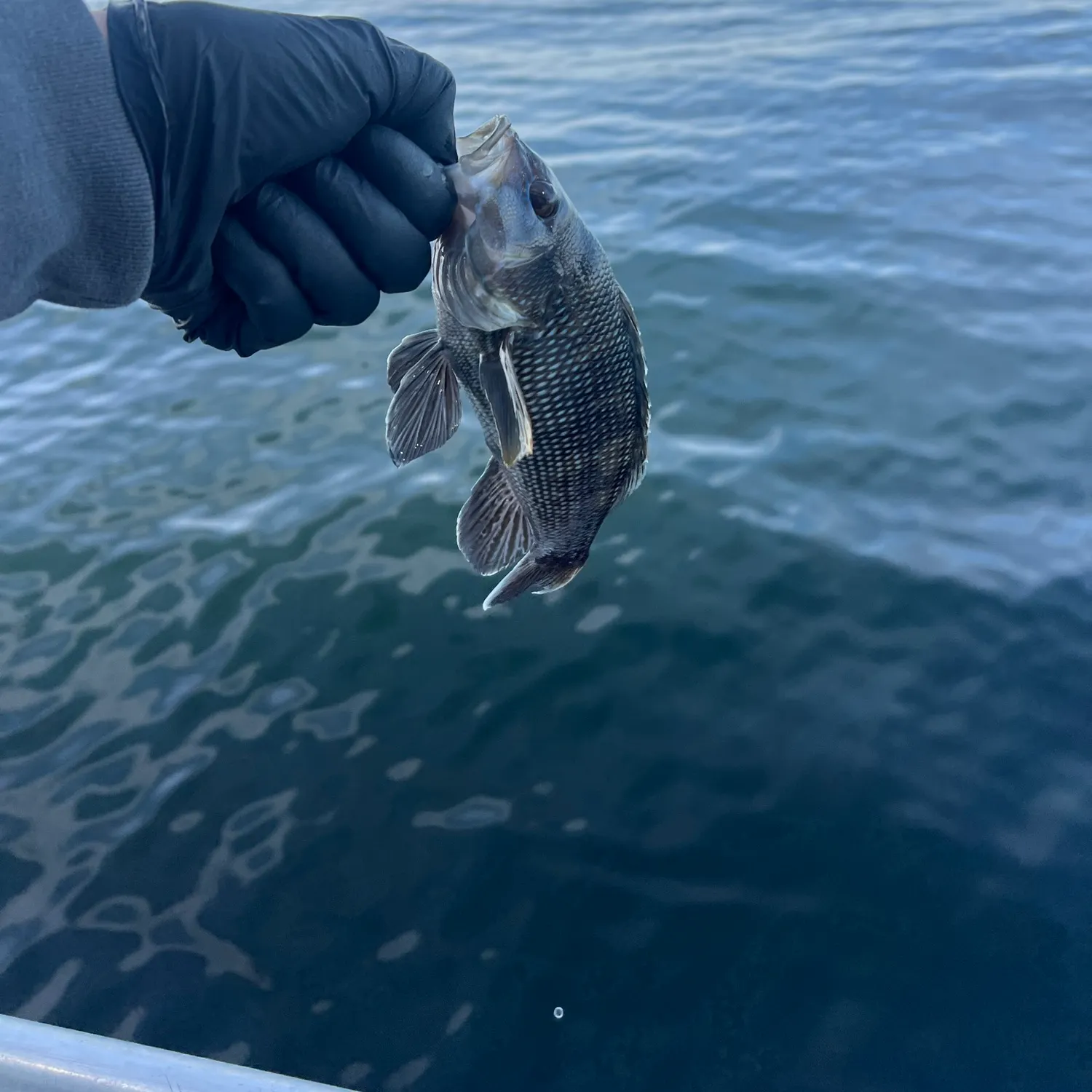Black sea bass caught on Fishbrain