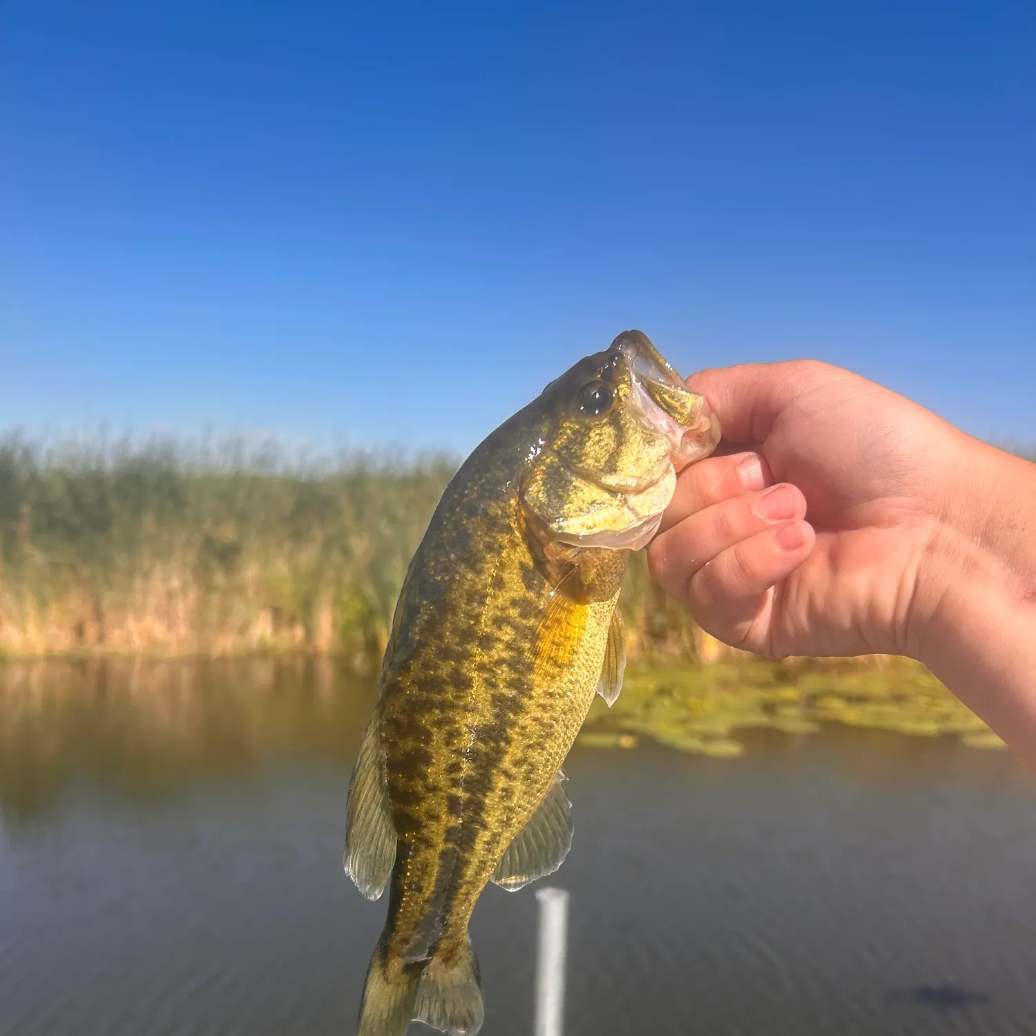 Meanmouth bass caught on Fishbrain
