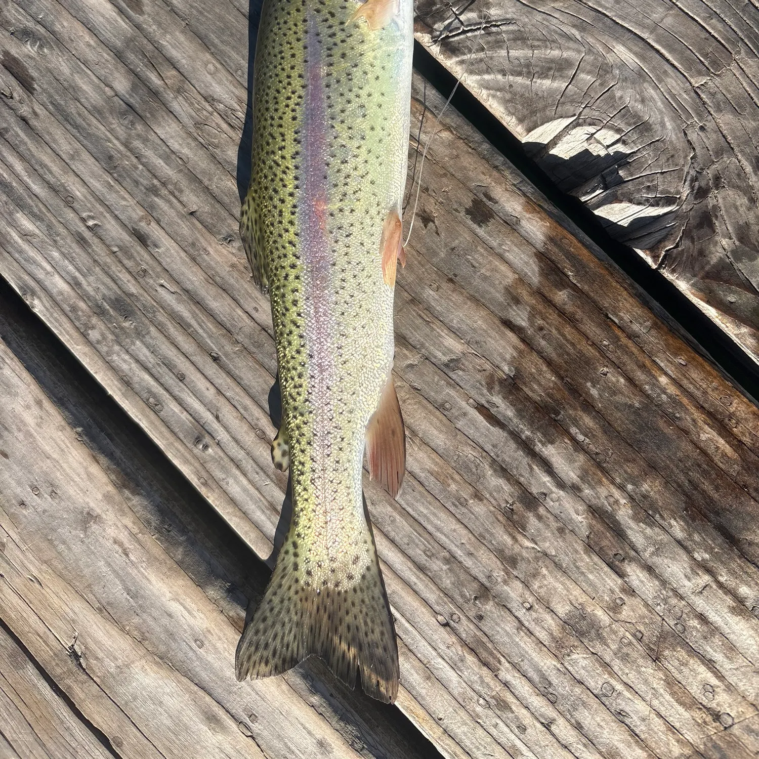 Rainbow trout caught on Fishbrain