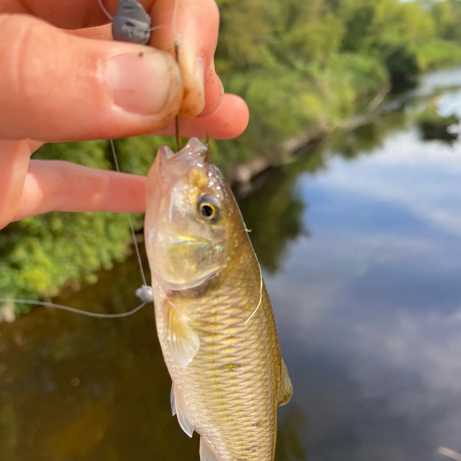 Common shiner caught on Fishbrain