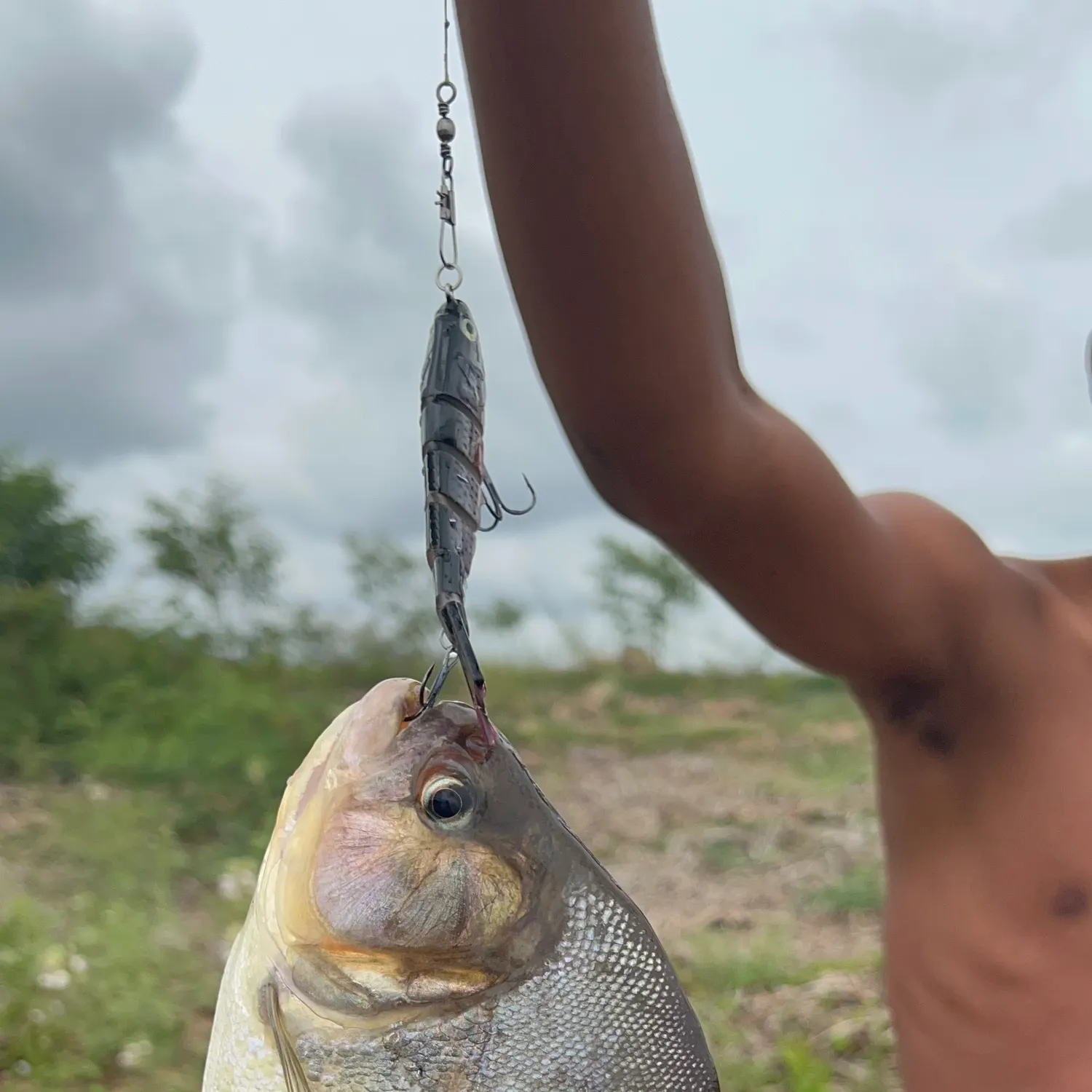 The most recent Redeye piranha catches on Fishbrain