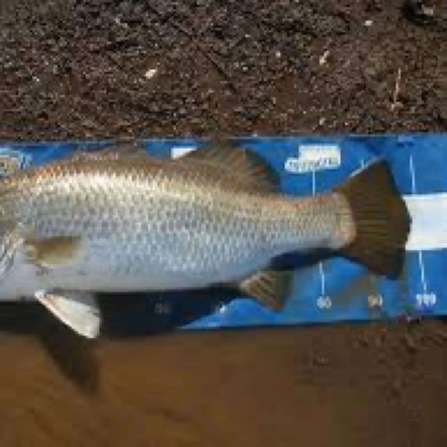 Barramundi caught on Fishbrain