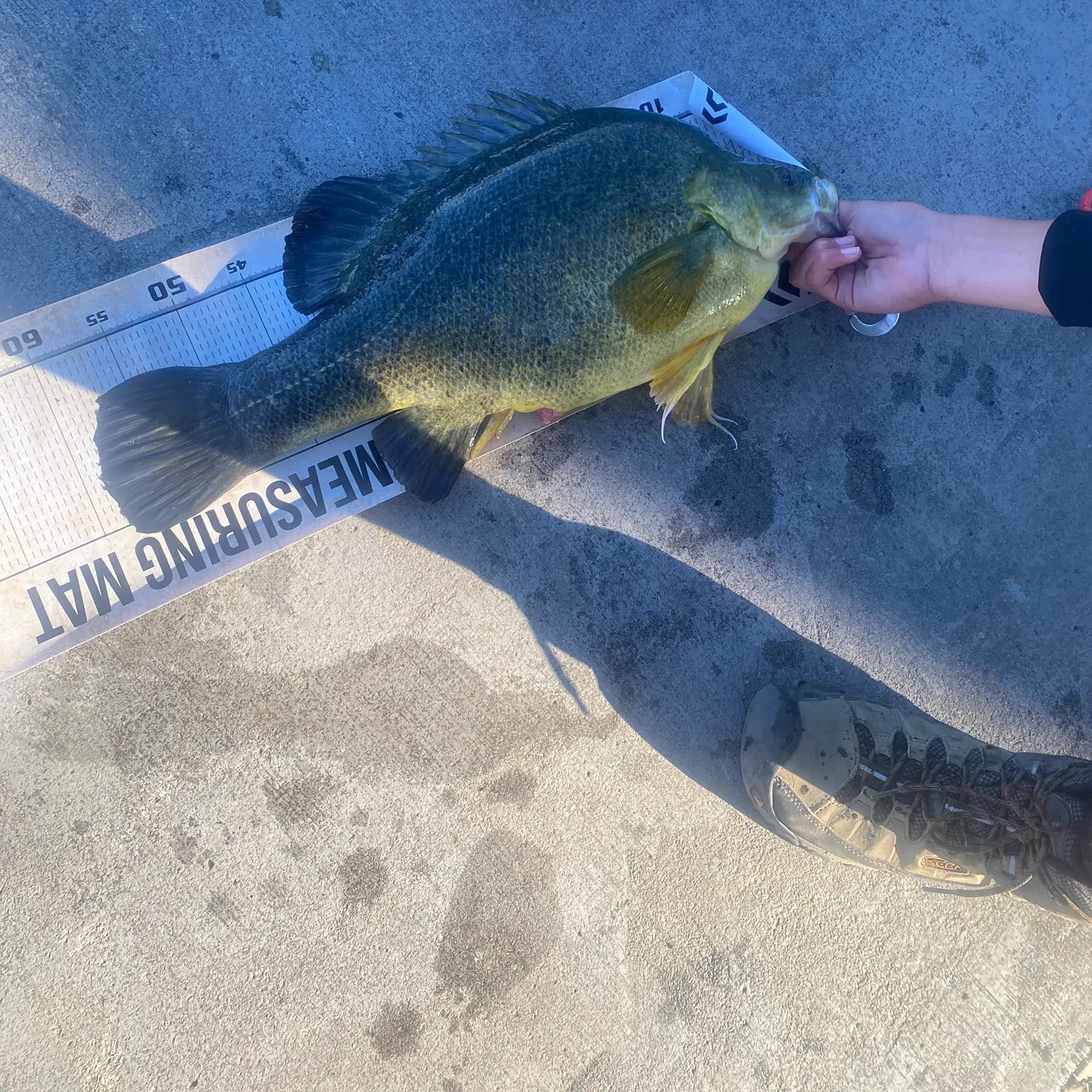 The most recent Golden perch catches on Fishbrain