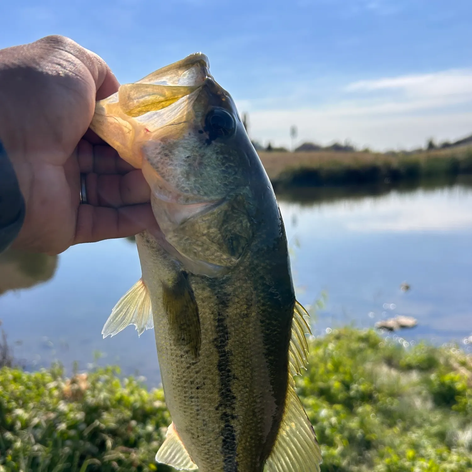 Largemouth bass caught on Fishbrain