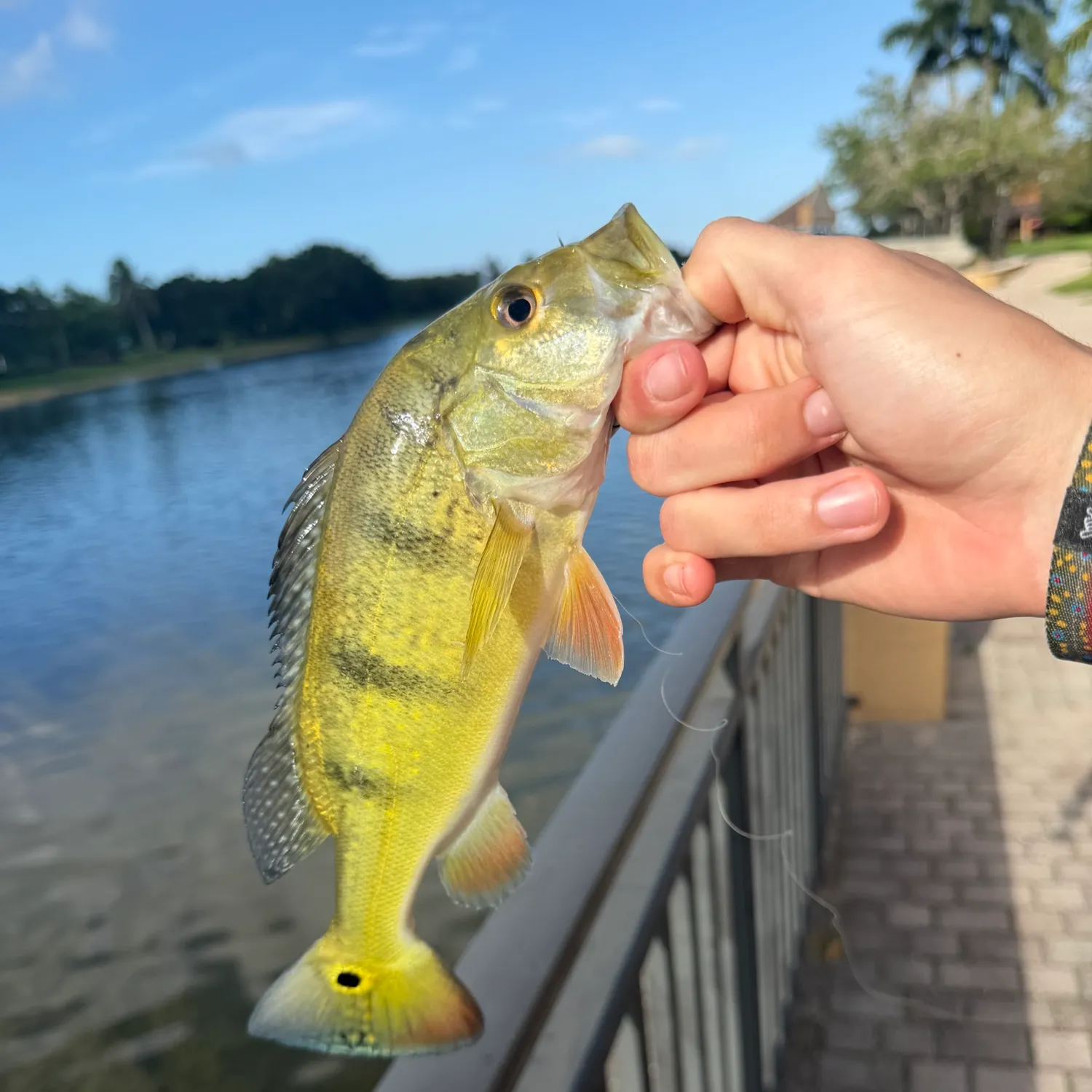 Butterfly peacock bass caught on Fishbrain