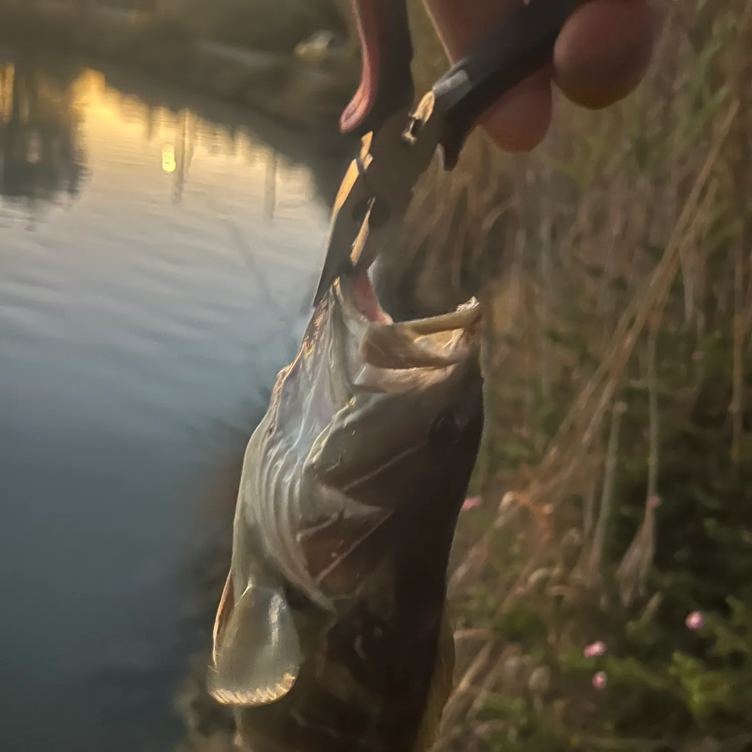 White grouper caught on Fishbrain