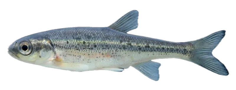 Lahontan redside shiner