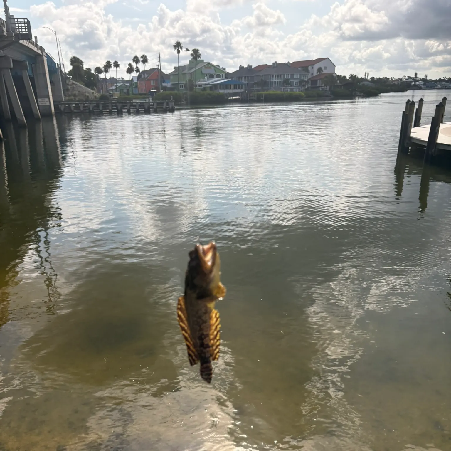 The most recent Gulf toadfish catches on Fishbrain