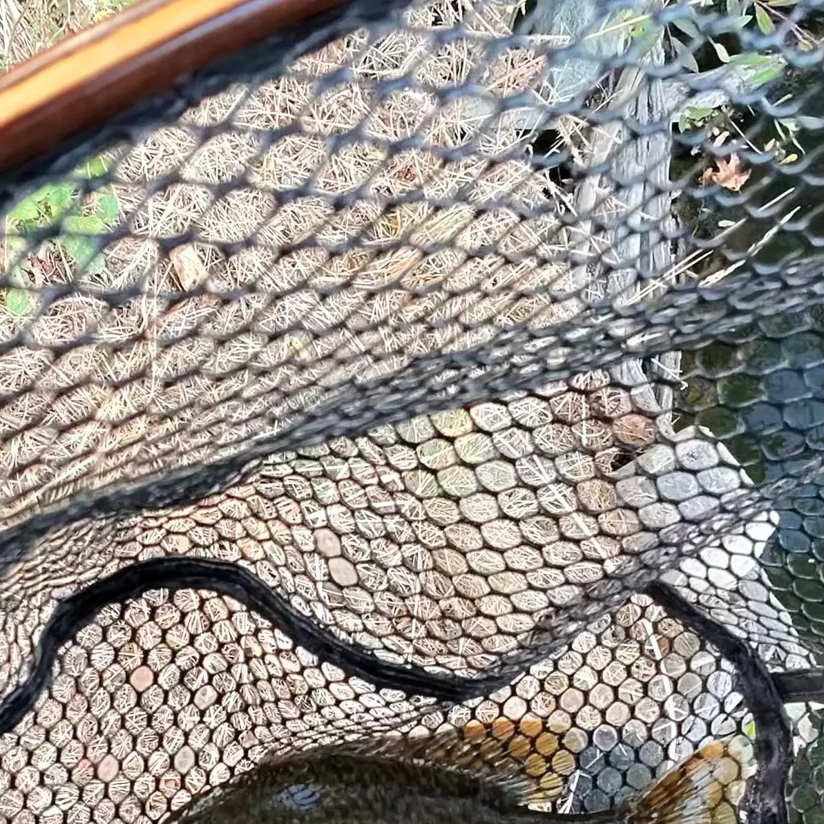 The most recent Greengill hybrid catches on Fishbrain