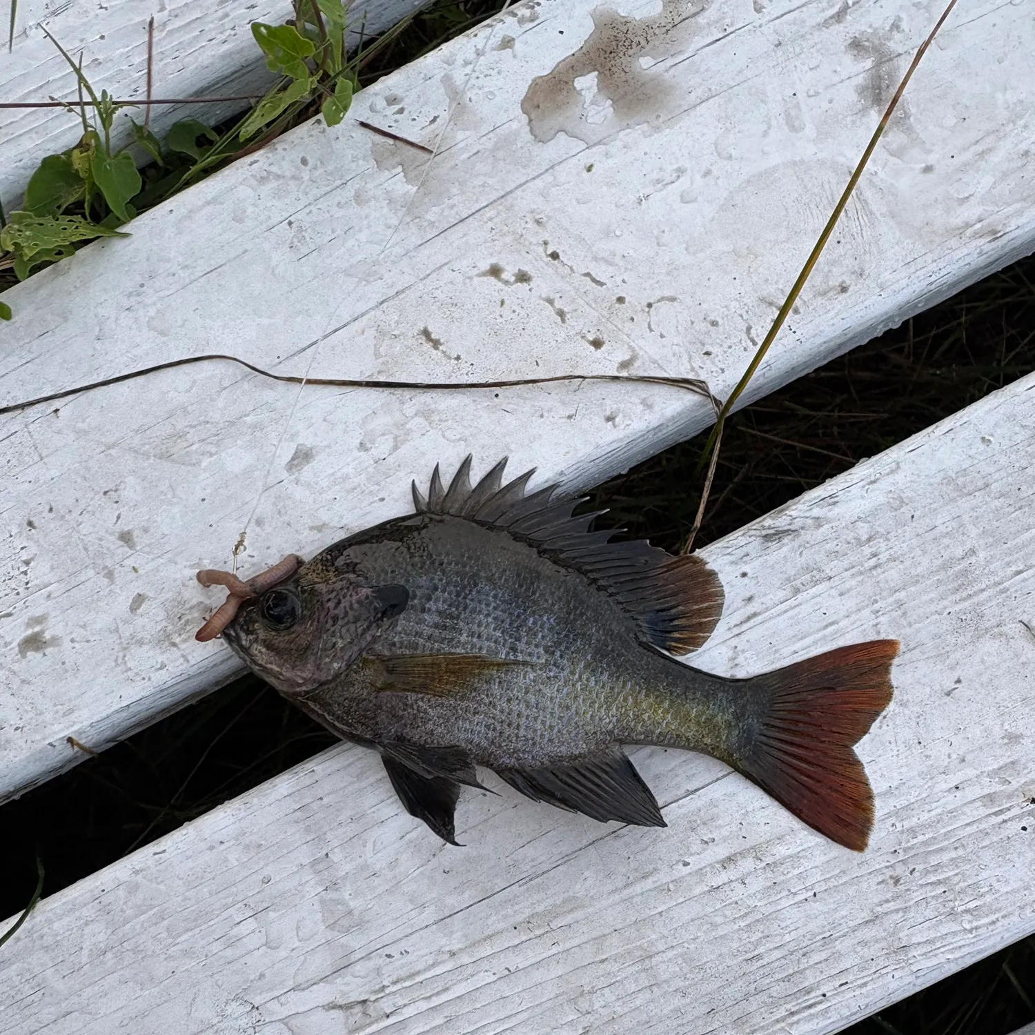 Bluegill caught on Fishbrain