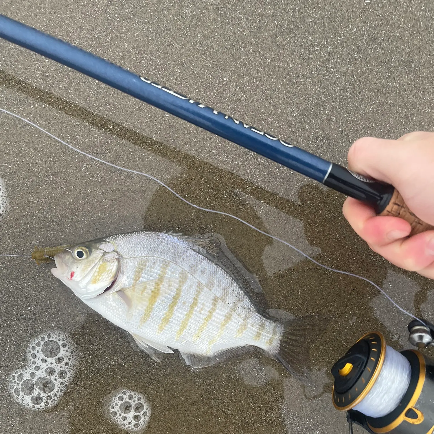 The most recent Barred surfperch catches on Fishbrain