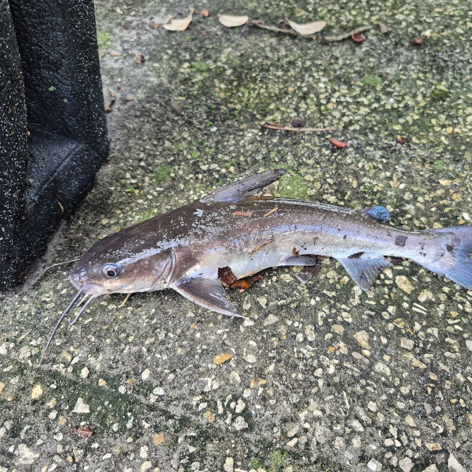 The most recent Giant sea catfish catches on Fishbrain