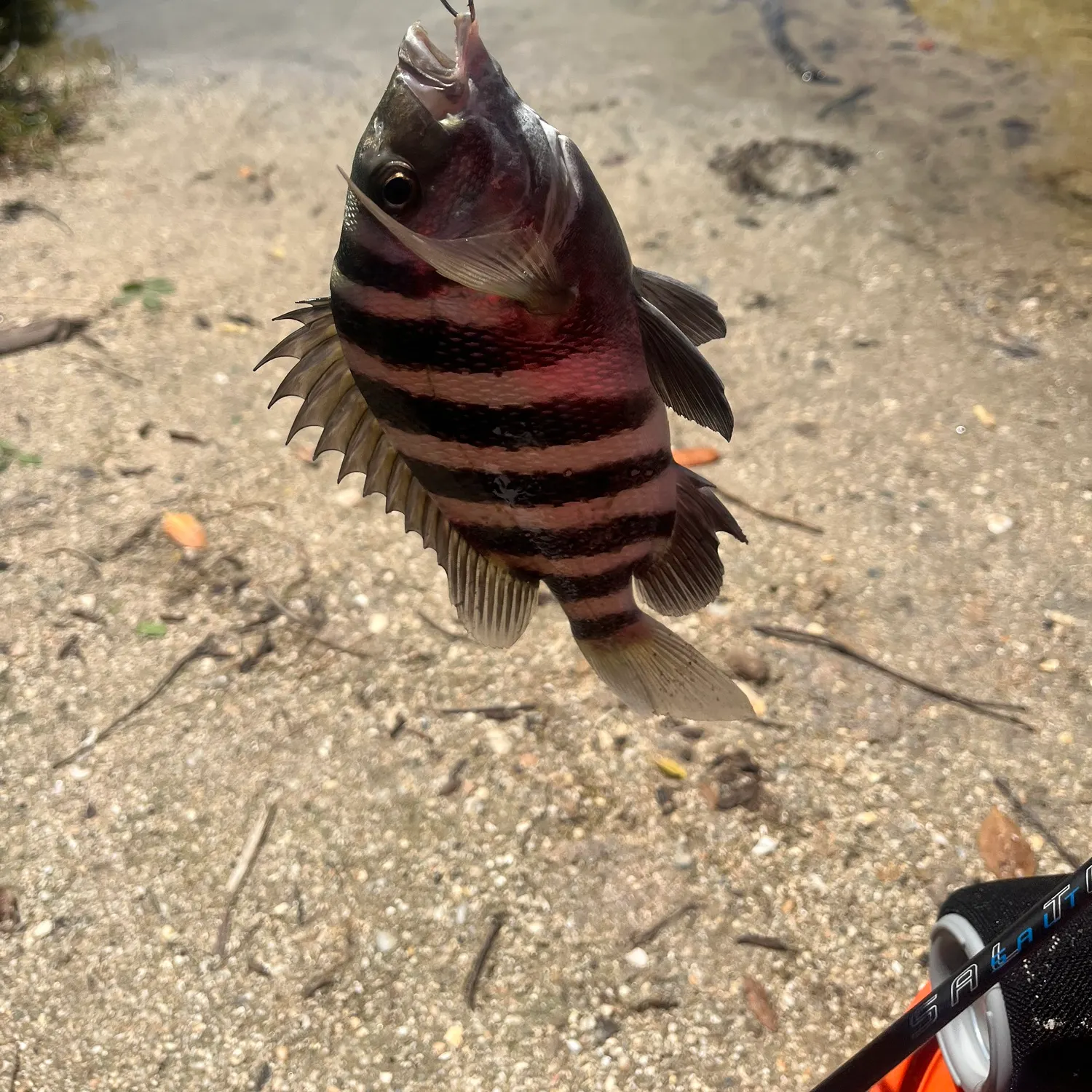 Sheepshead caught on Fishbrain