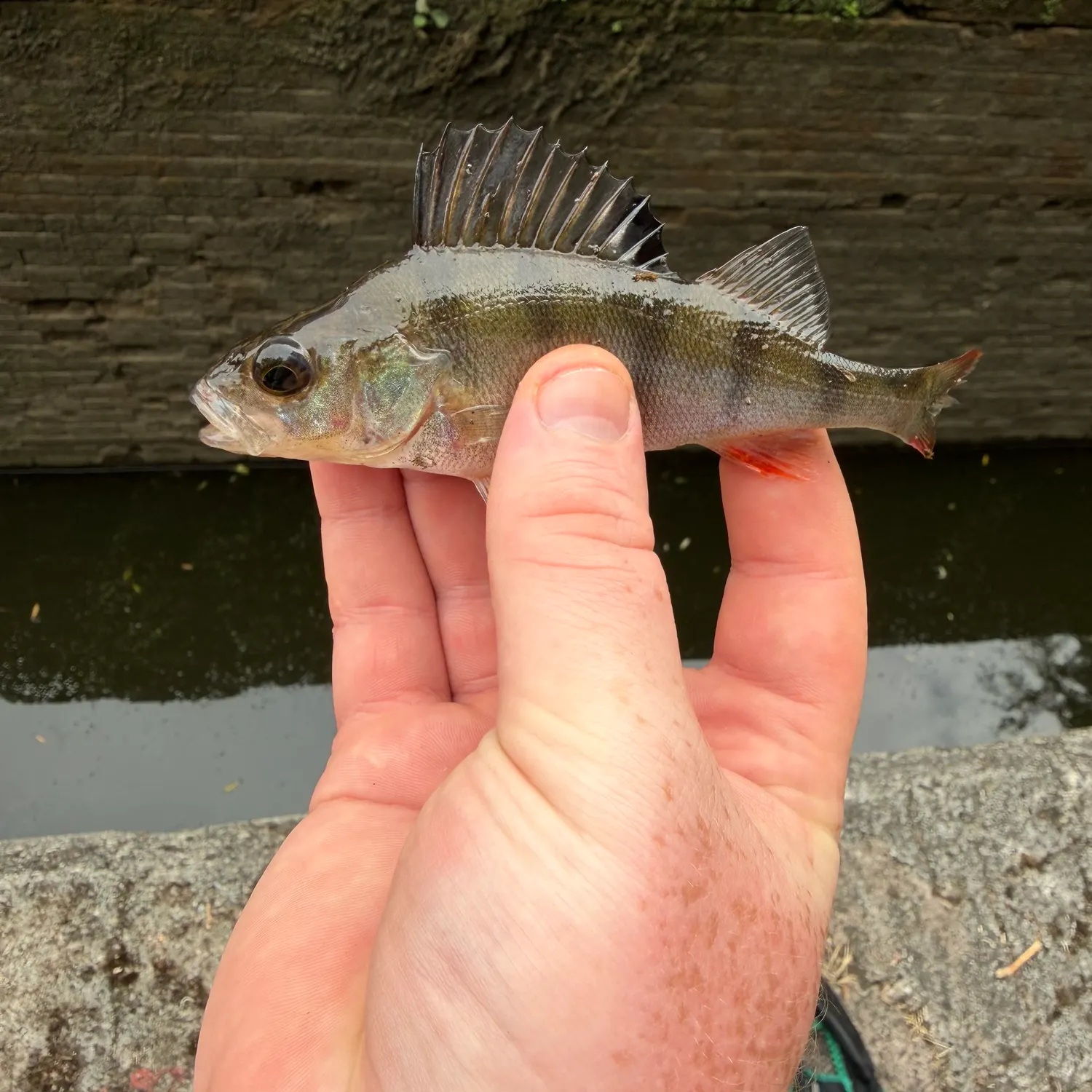 European perch caught on Fishbrain