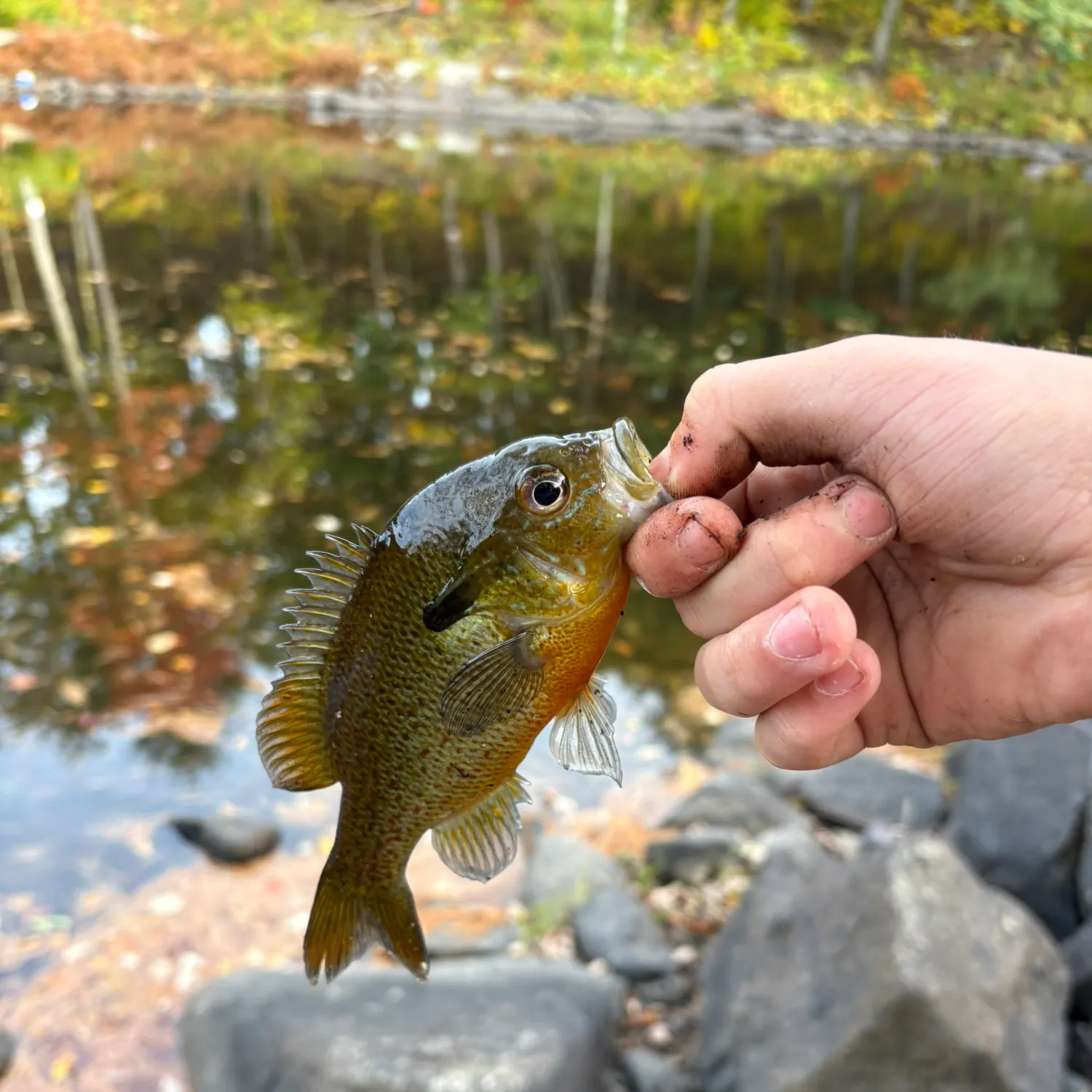 Redbreast sunfish caught on Fishbrain
