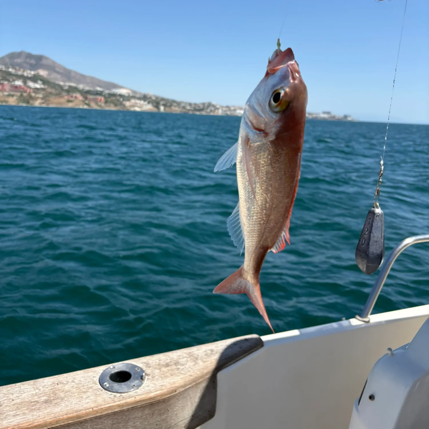 Striped seabream caught on Fishbrain
