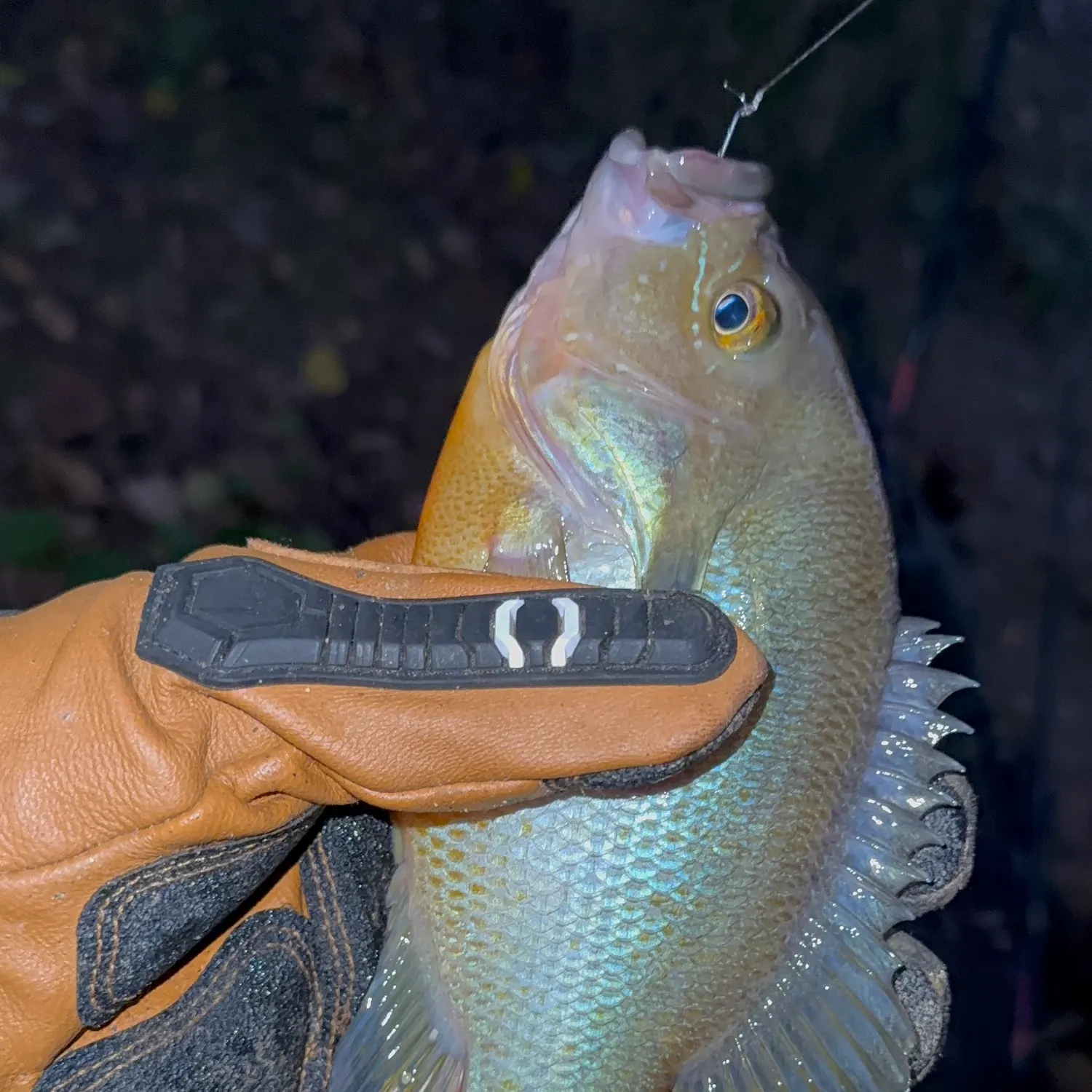 Redbreast sunfish caught on Fishbrain