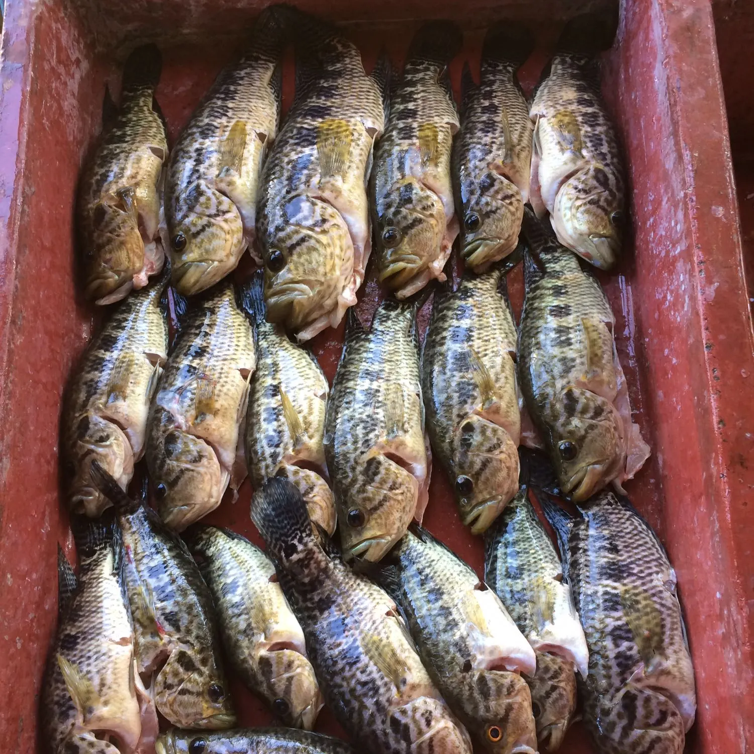 recently logged catches