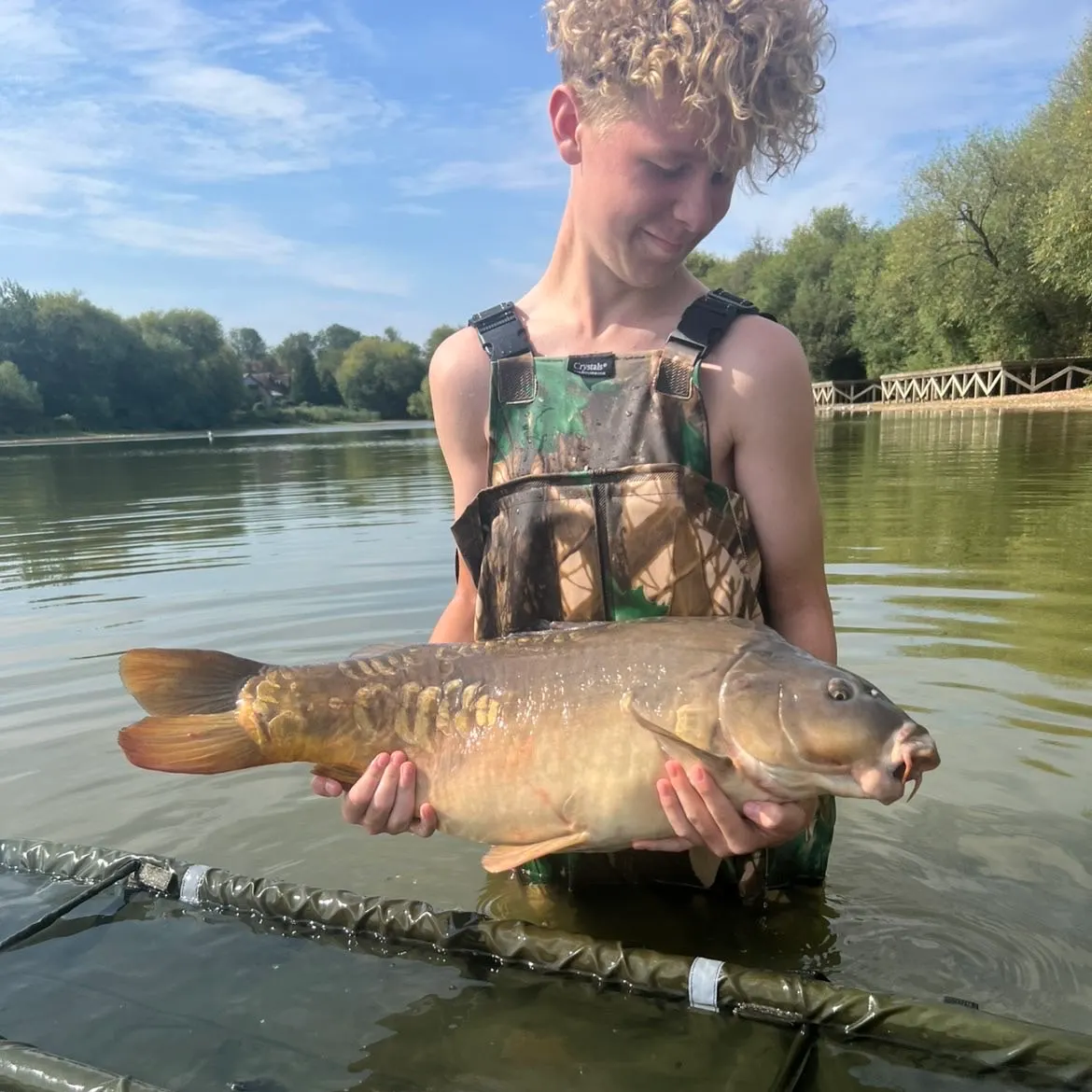 Mirror carp caught on Fishbrain
